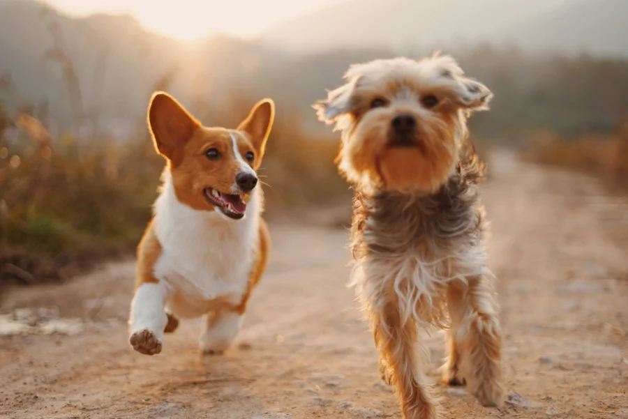 Dogs outdoors